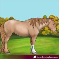 Horse Color:Chestnut Pearl 