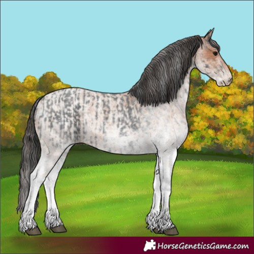 Horse Color:White Spotted Blue Roan Rabicano  and White Spotted Bay Roan Rabicano 