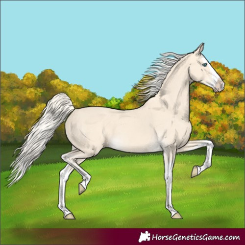 Horse Color:Cremello Splash  and Cremello Splash 