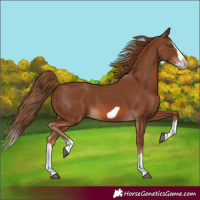 Horse Color:Chestnut Splash Frame 