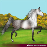 Horse Color:Gray Bay Splash Frame 