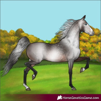 Horse Color:Gray Bay Splash Frame 
