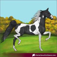 Horse Color:Black Tobiano 