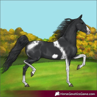 Horse Color:Black Tobiano Frame