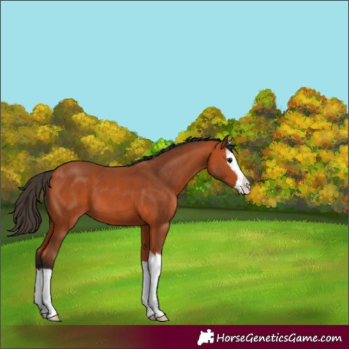 Horse Color:Bay Splash 