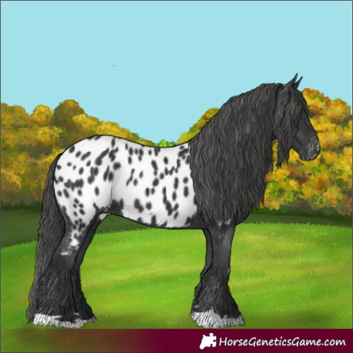 Horse Color:Black Appaloosa