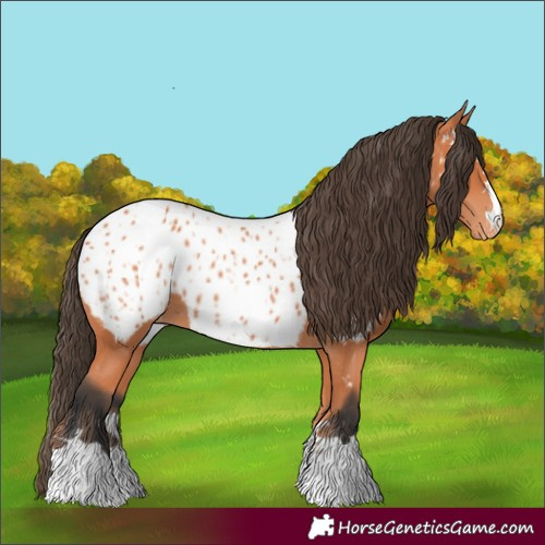 Horse Color:Bay Appaloosa 