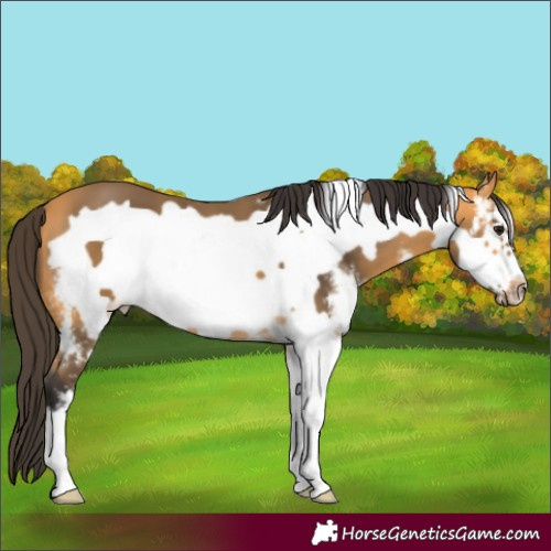 Horse Color:Buckskin Sabino Frame