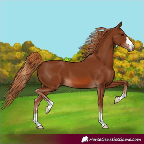Horse Color:Chestnut 