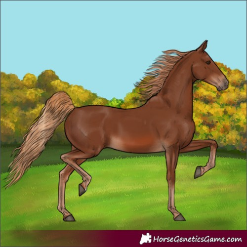 Horse Color:Chestnut 