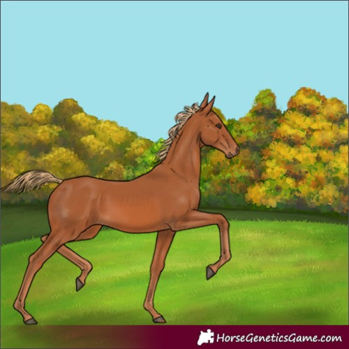 Horse Color:Chestnut 