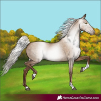 Horse Color:Gray Silver Grullo Pearl Tobiano 