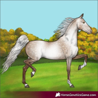 Horse Color:Gray Silver Grullo Pearl Tobiano 