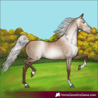 Horse Color:Gray Silver Grullo Pearl Tobiano 