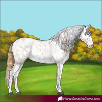 Horse Color:Red Roan Splash Appaloosa