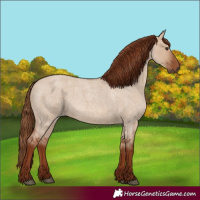 Horse Color:Red Dun Roan 