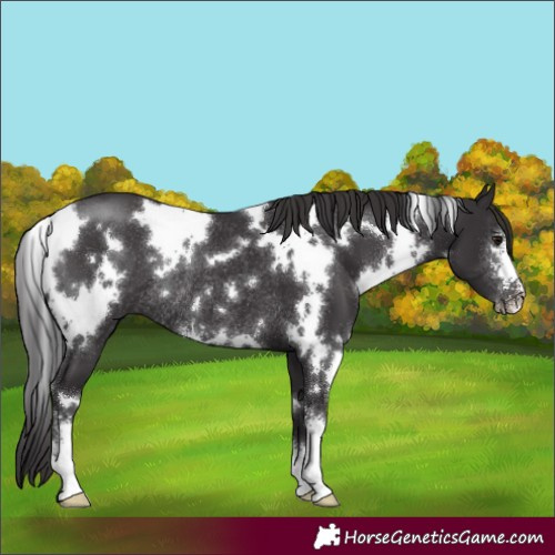 Horse Color:White Spotted Smoky Black Sabino Rabicano 