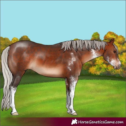 Horse Color:Silver Brown Sabino 