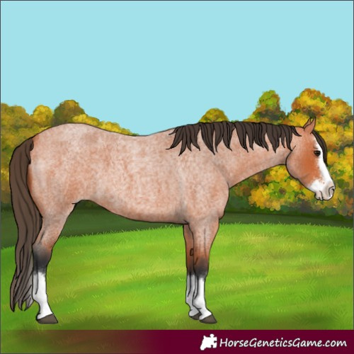 Horse Color:Bay Roan Sabino Splash