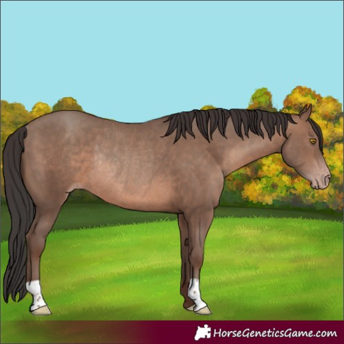 Horse Color:Sable Champagne Rabicano