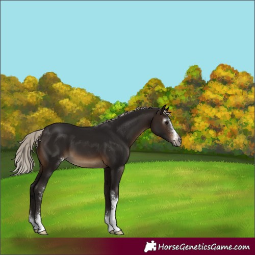 Horse Color:Gray Silver Brown Sabino 