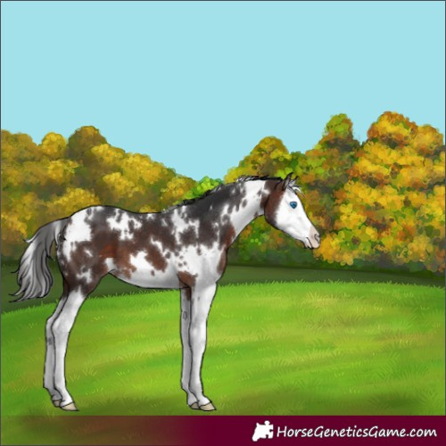 Horse Color:Unknown 