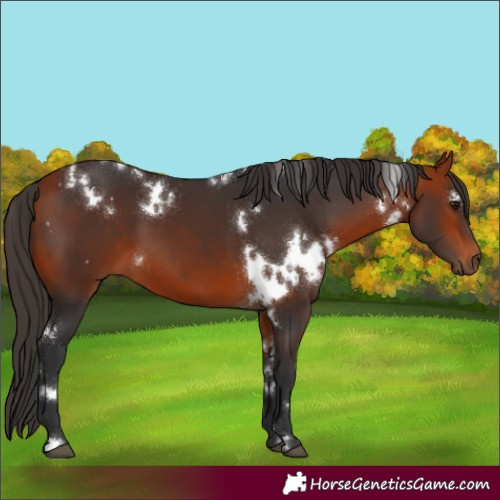 Horse Color:White Spotted Bay