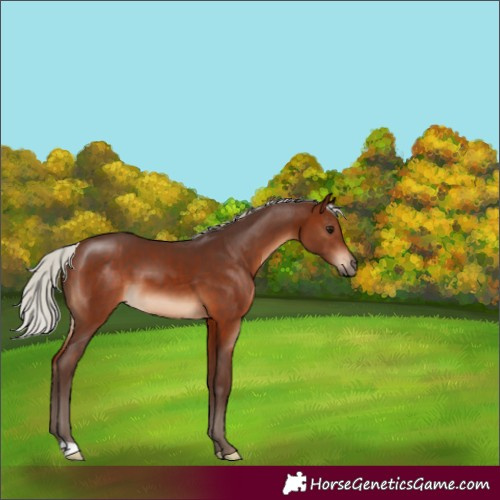 Horse Color:Silver Bay