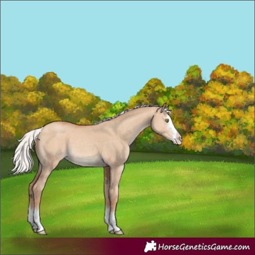 Horse Color:Silver Classic Champagne Dun Sabino Splash 