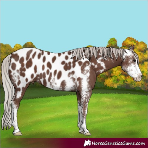 Horse Color:Silver Black Sabino Near Leopard 