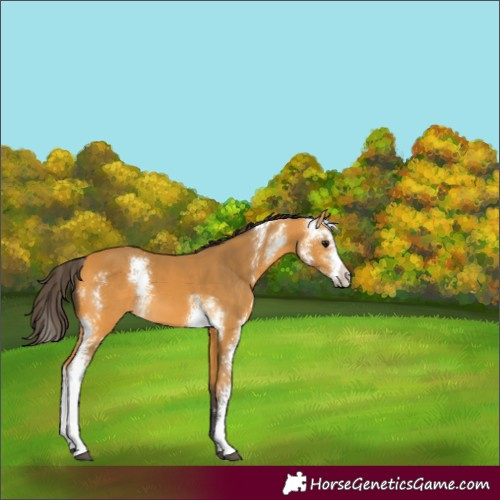 Horse Color:Unknown 
