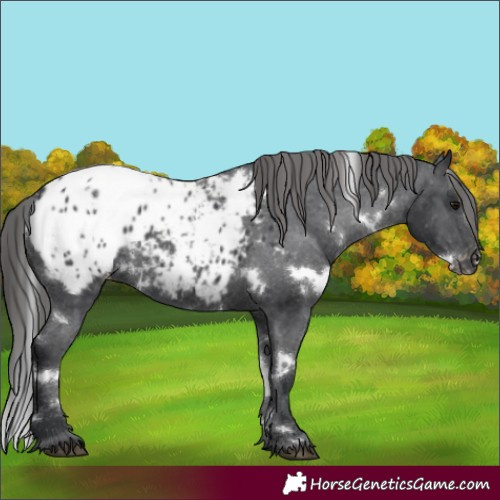 Horse Color:White Spotted Black Blanket