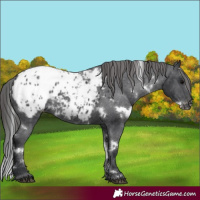 Horse Color:White Spotted Black Appaloosa