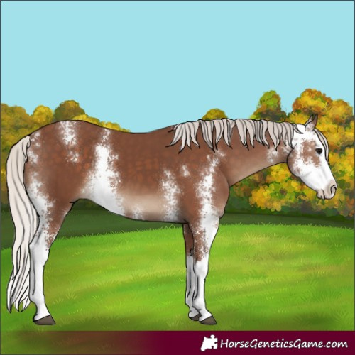 Horse Color:Silver Black Sabino Splash 