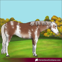 Horse Color:Silver Black Sabino Splash