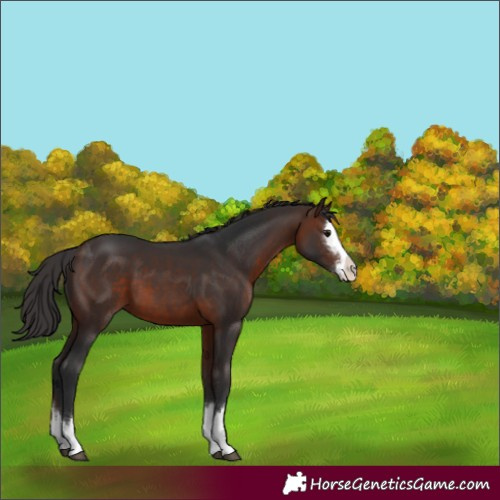 Horse Color:Brown Sabino Splash