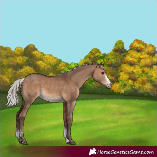 Horse Color:Unknown 