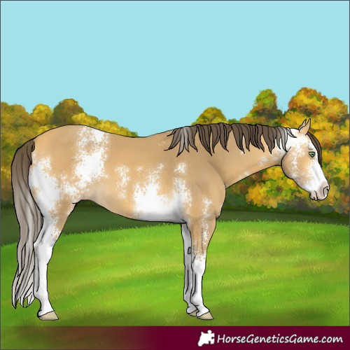 Horse Color:Amber Cream Champagne Sabino