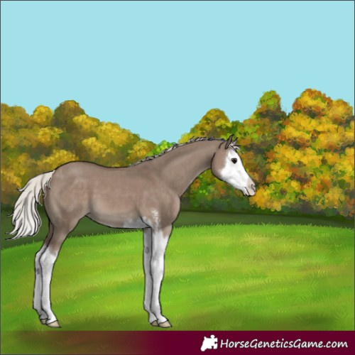 Horse Color:Silver Grullo Sabino Splash 