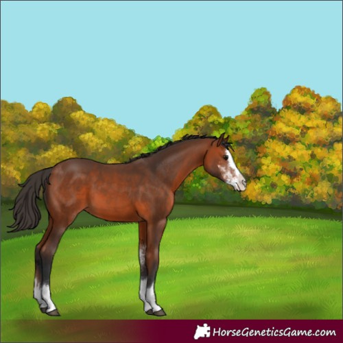 Horse Color:Bay Sabino Splash
