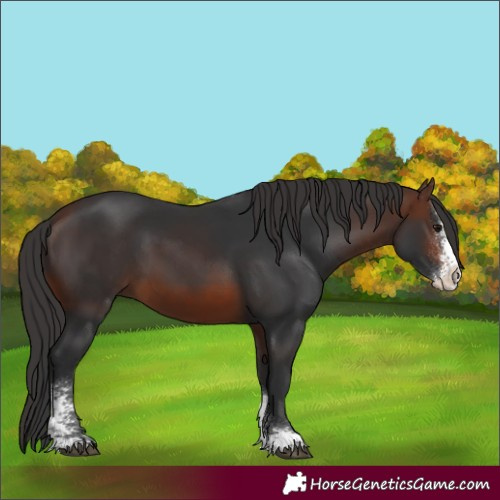 Horse Color:Brown Sabino