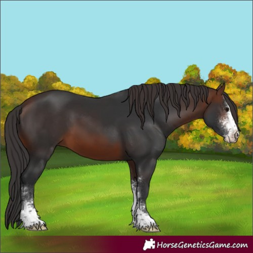 Horse Color:Brown Sabino 