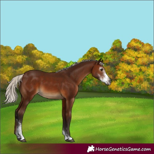 Horse Color:Gray Silver Bay Sabino 