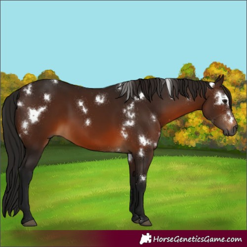 Horse Color:Gray White Spotted Bay 
