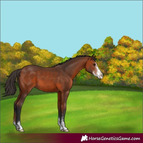 Horse Color:Bay Sabino