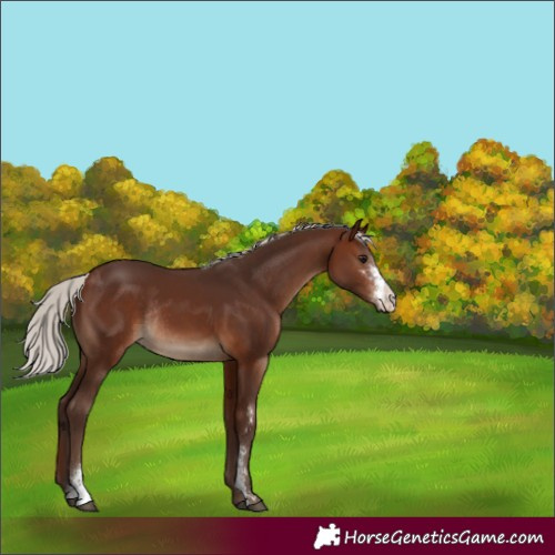 Horse Color:Silver Brown Sabino Rabicano 