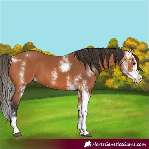Horse Color:Bay Sabino 