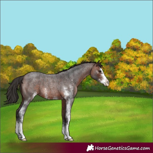 Horse Color:Brown Roan Sabino