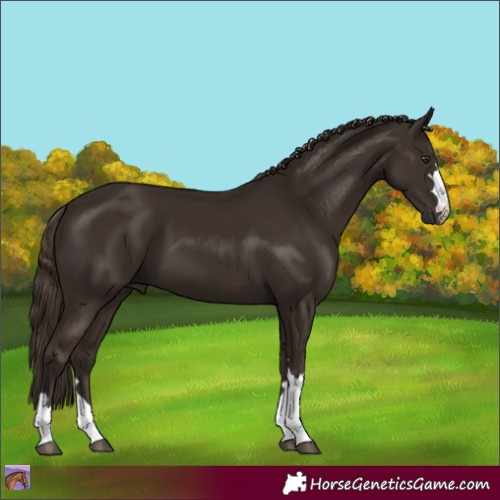 Horse Color:Liver Chestnut 