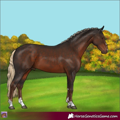 Horse Color:Liver Chestnut 